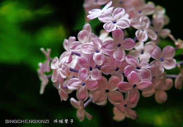 五月丁香开，美翻一座城