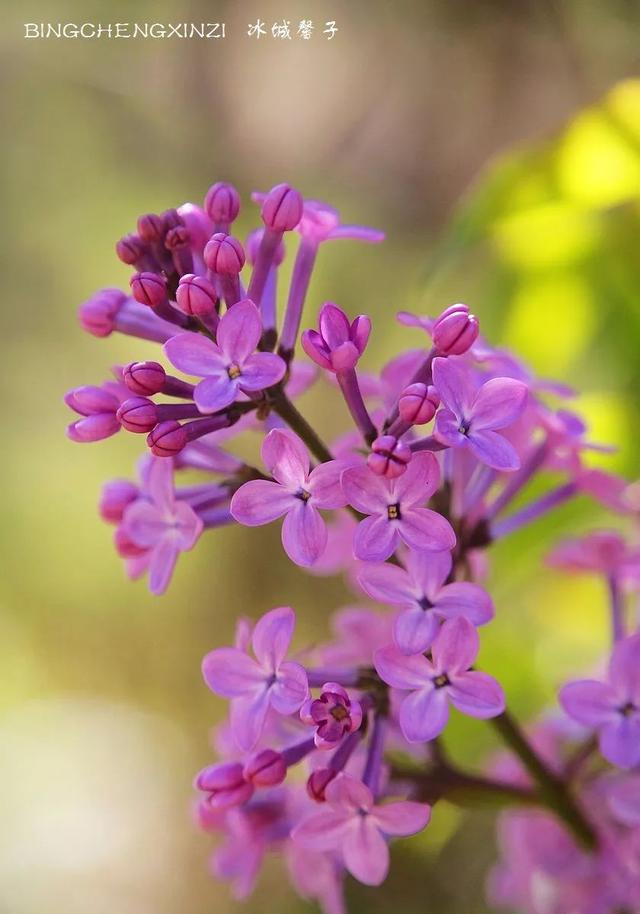 五月丁香开，美翻一座城