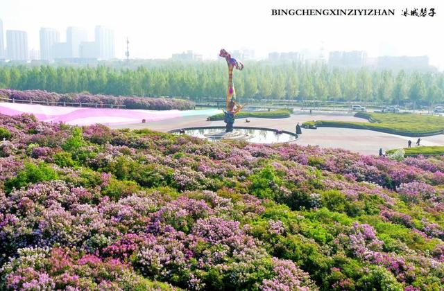 五月丁香开，美翻一座城