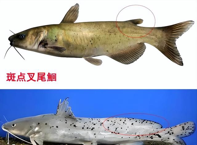 它是入侵我国最成功的鱼，很多人钓到不敢吃！错把它当成“国二”