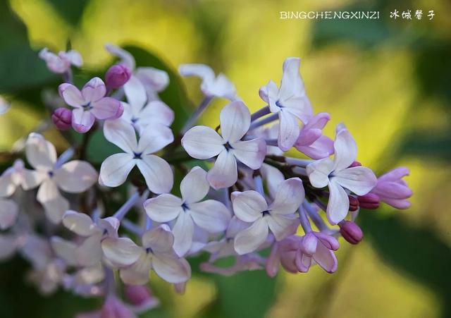 五月丁香开，美翻一座城