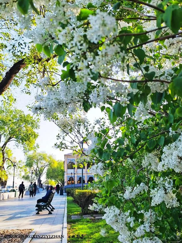 五月丁香开，美翻一座城