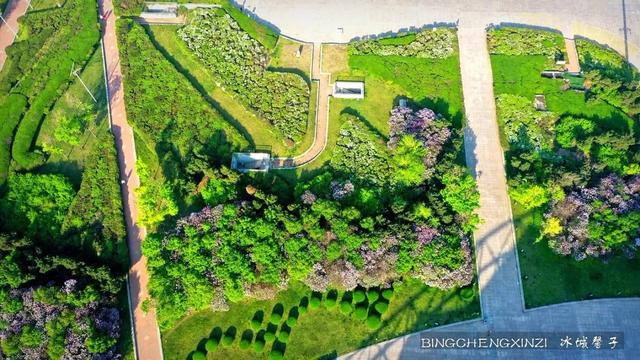 五月丁香开，美翻一座城