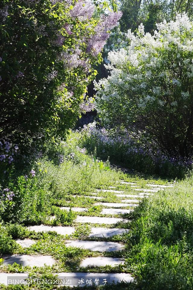 五月丁香开，美翻一座城