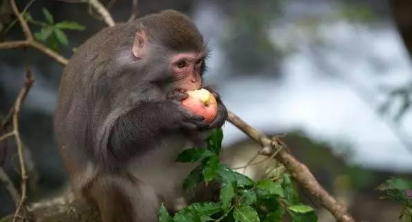 为什么男人都想做唐璜?