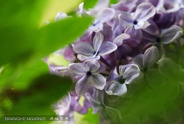 五月丁香开，美翻一座城