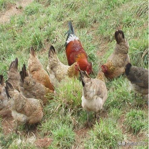 农村养土鸡周期长,成本高,养殖难,究竟能卖多少钱一斤合适?