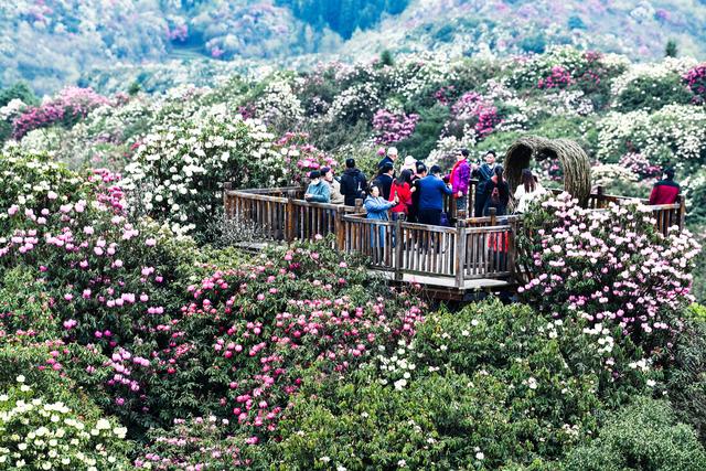 百里杜鹃，花开成海