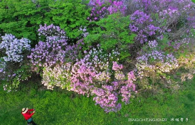 五月丁香开，美翻一座城