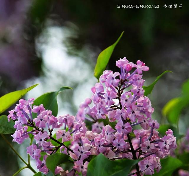 五月丁香开，美翻一座城