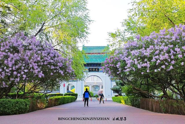 五月丁香开，美翻一座城