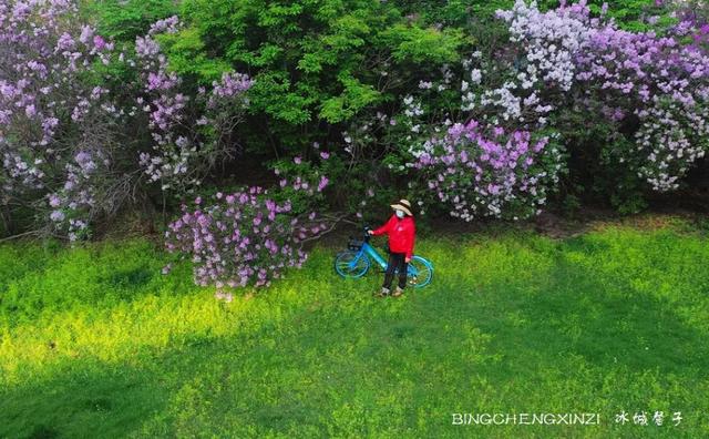五月丁香开，美翻一座城
