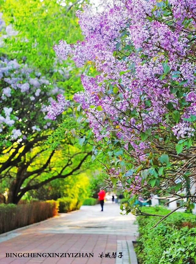 五月丁香开，美翻一座城