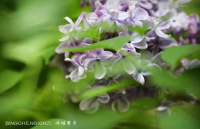 五月丁香开，美翻一座城