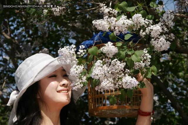 五月丁香开，美翻一座城
