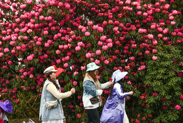 百里杜鹃，花开成海