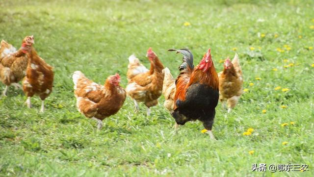 农村养土鸡周期长,成本高,养殖难,究竟能卖多少钱一斤合适?