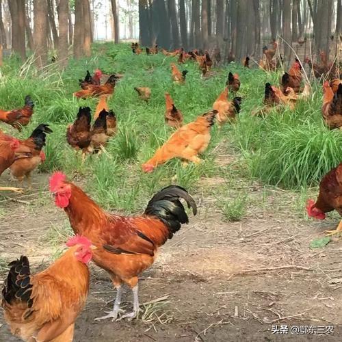 农村养土鸡周期长,成本高,养殖难,究竟能卖多少钱一斤合适?