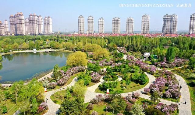 五月丁香开，美翻一座城