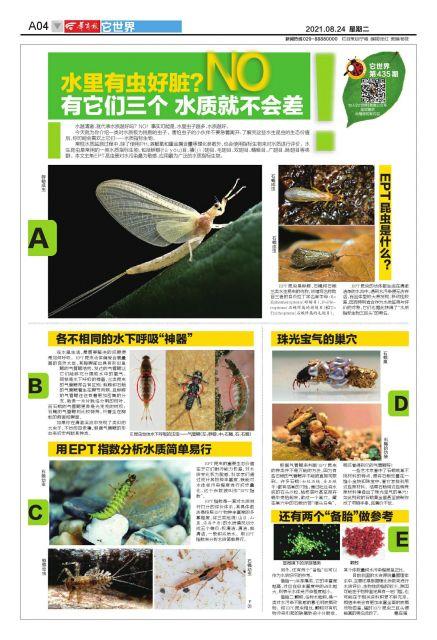 它世界第435期 水里有虫好脏？NO 有它们三个 水质就不会差