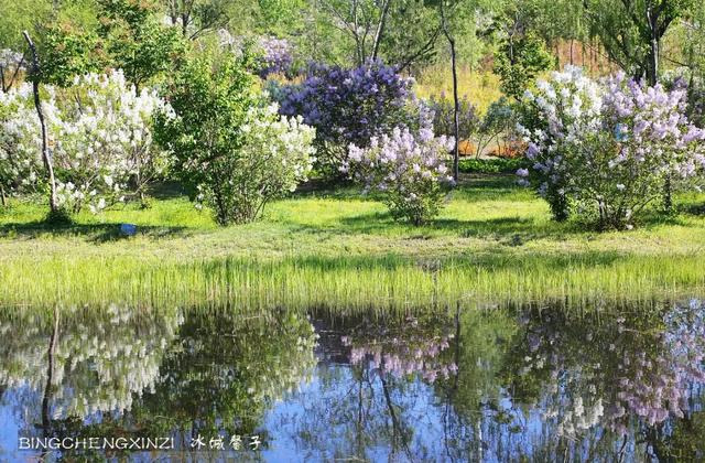 五月丁香开，美翻一座城