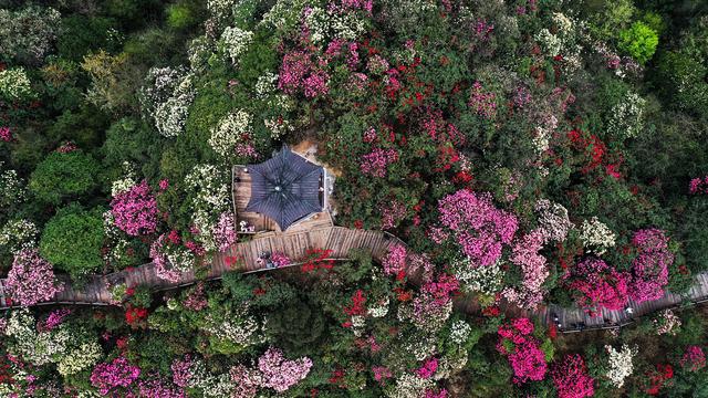 百里杜鹃，花开成海