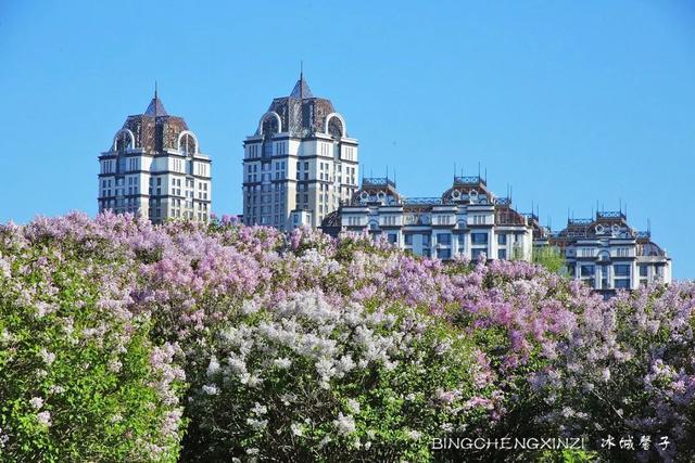 五月丁香开，美翻一座城