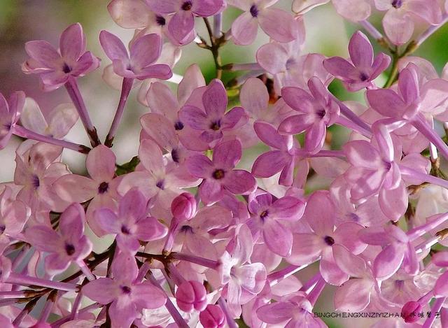 五月丁香开，美翻一座城