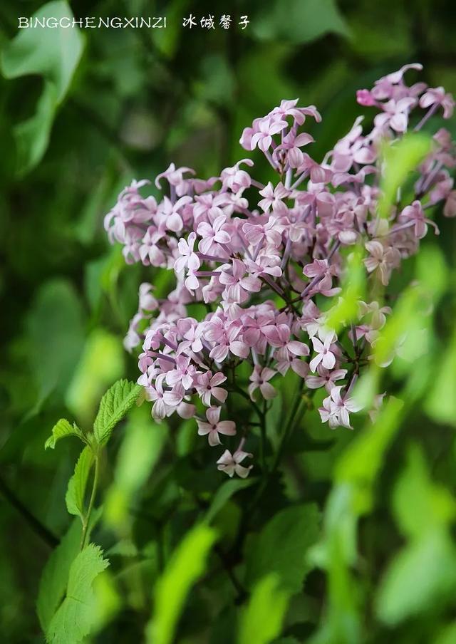 五月丁香开，美翻一座城