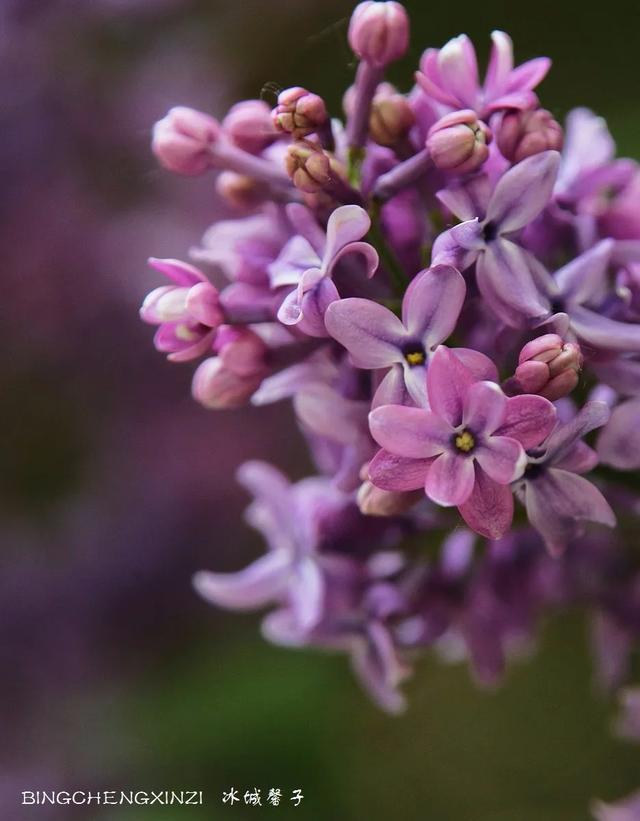 五月丁香开，美翻一座城