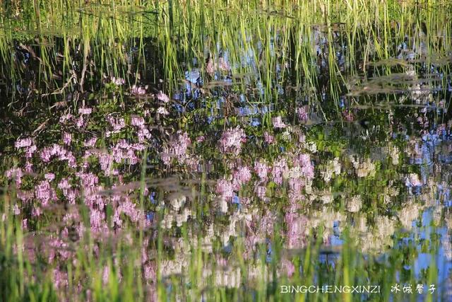 五月丁香开，美翻一座城