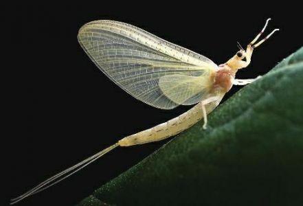 它世界第435期 水里有虫好脏？NO 有它们三个 水质就不会差