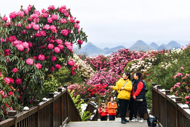 百里杜鹃，花开成海