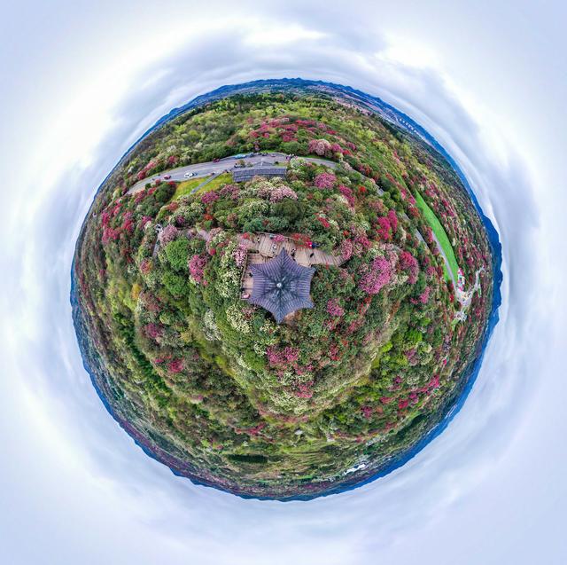 百里杜鹃，花开成海