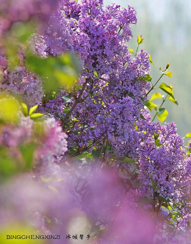 五月丁香开，美翻一座城