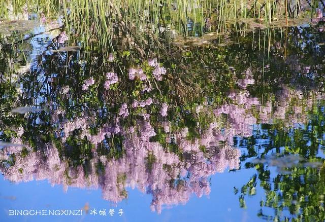 五月丁香开，美翻一座城