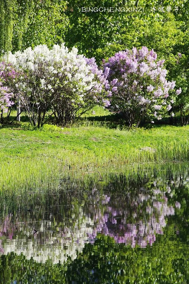 五月丁香开，美翻一座城