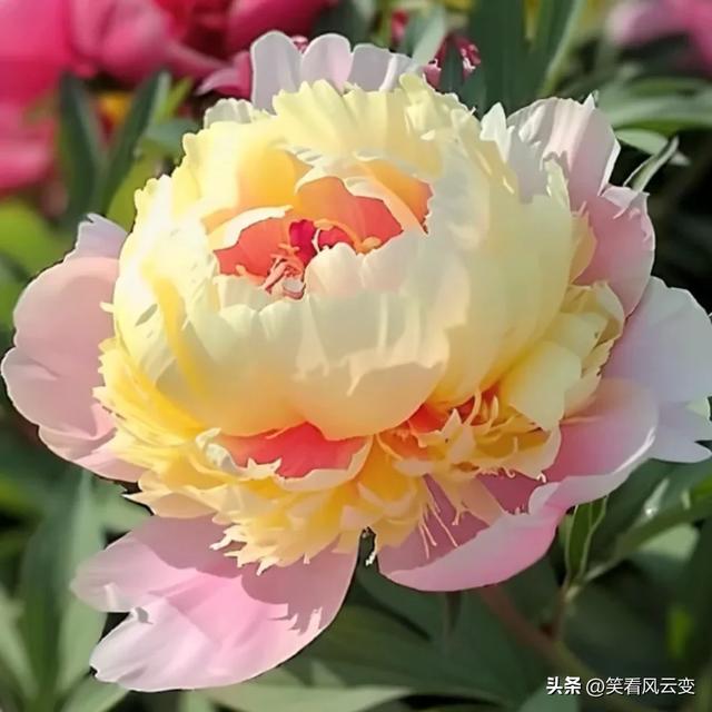 分享图片—雍荣华贵,绚烂缤纷,宛如璀璨明珠的牡丹花。