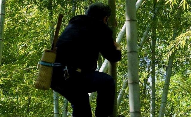 最后的“竹海飞人”:70岁浙江老人踏竹飞行,10米高空如履平地