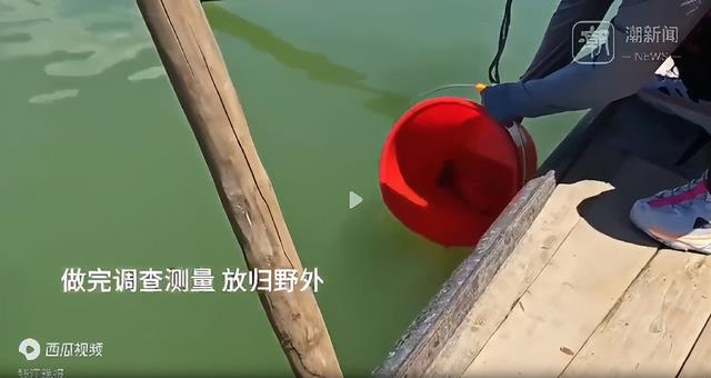 消失近40年再次出现!浙江渔民捕鱼数十年,第一次见到