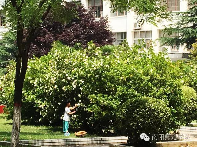 夏繁六月·南阳师院校花知多少