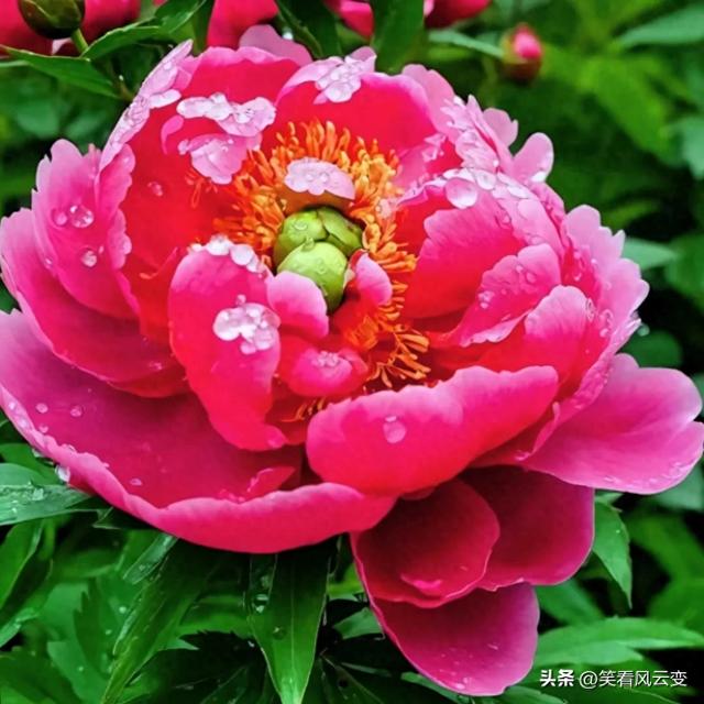分享图片—雍荣华贵,绚烂缤纷,宛如璀璨明珠的牡丹花。