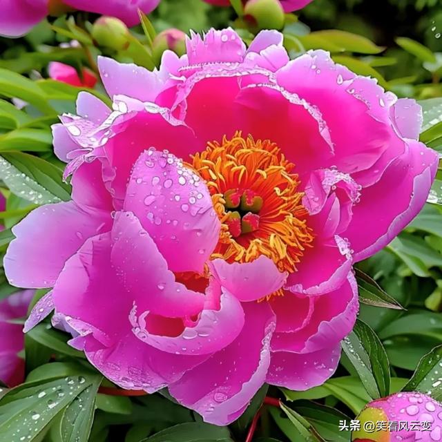 分享图片—雍荣华贵,绚烂缤纷,宛如璀璨明珠的牡丹花。