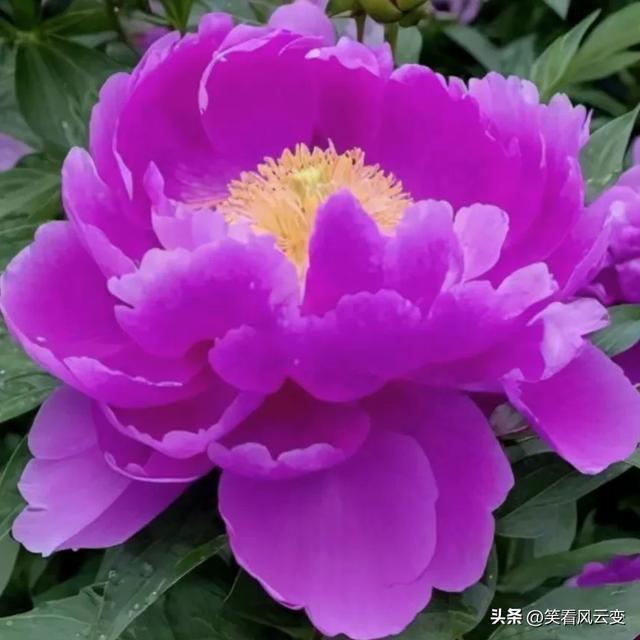 分享图片—雍荣华贵,绚烂缤纷,宛如璀璨明珠的牡丹花。