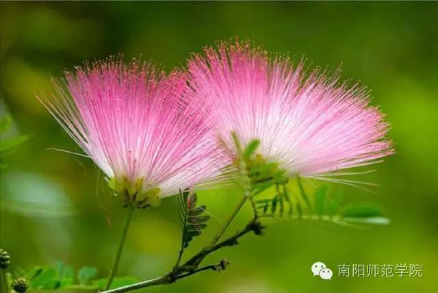 夏繁六月·南阳师院校花知多少