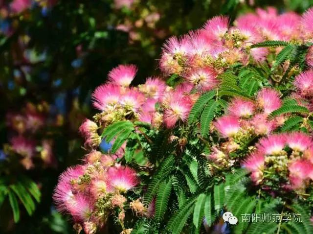夏繁六月·南阳师院校花知多少