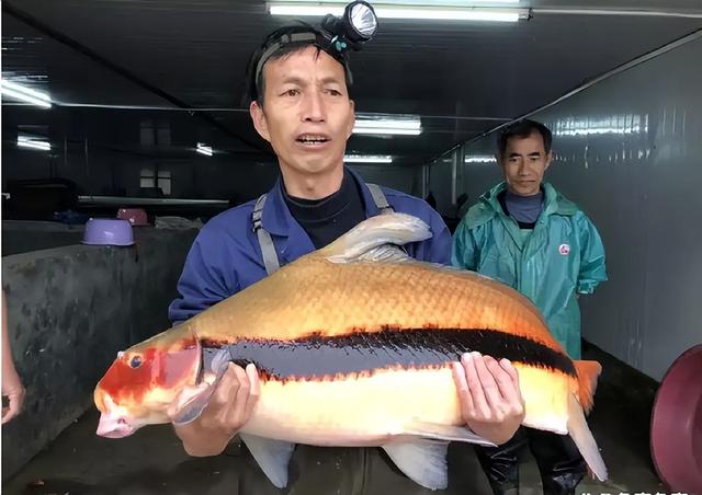 消失近40年再次出现!浙江渔民捕鱼数十年,第一次见到
