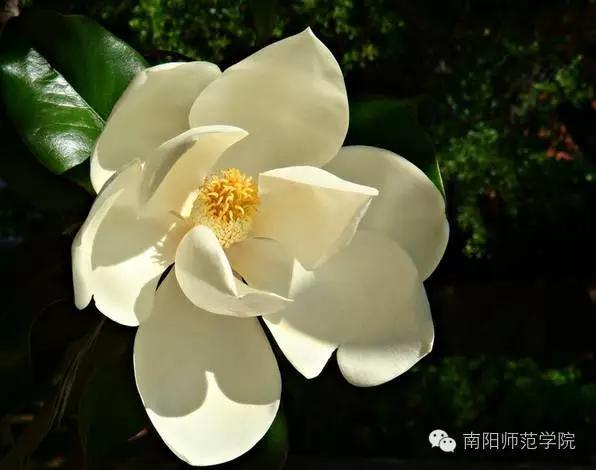夏繁六月·南阳师院校花知多少