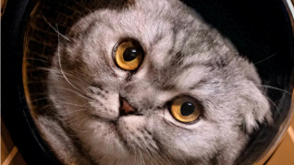 《阿盖尔:神秘特工》:当反转不是惊喜而是惊讶