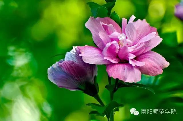 夏繁六月·南阳师院校花知多少